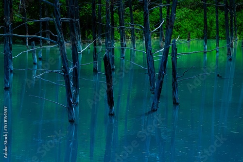 青い池の水没林