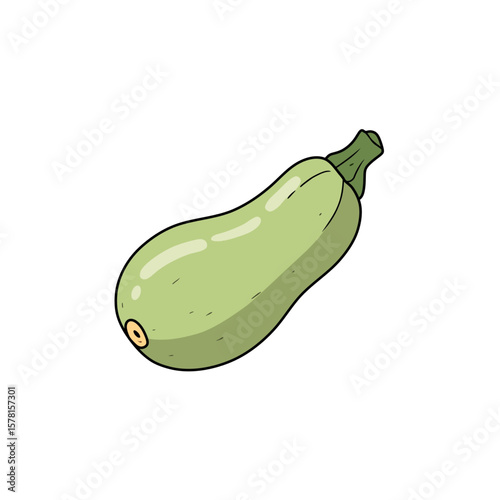 Fresh green zucchini vegetable illustration isolated on white background