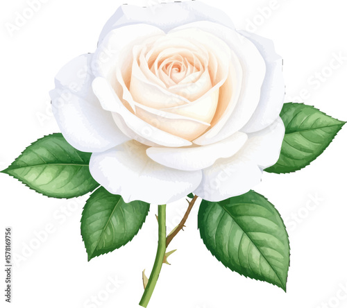 White rose with a subtle pink tint, soft appearance. Beautiful white rose with an elegant design. White rose blooming with vibrant green accents. Soft and pure white rose with smooth edges.