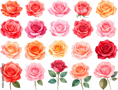 Red pink orange roses digital painting. Botanical rose collection on white. Floral rose pack with high detail artwork. Watercolor roses in full color set. Elegant rose blossoms in soft tones