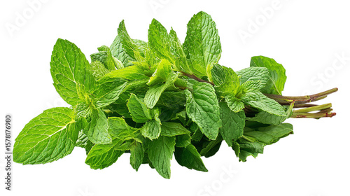 Mint leaves bunch with cool green freshness, isolated on tranparent background 