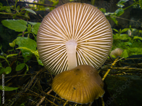 Tilted mushroom fond in the nature during a spring rain.
