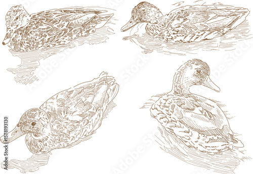 Set duck swim bird monochrome illustration engraving style. Vector isolated