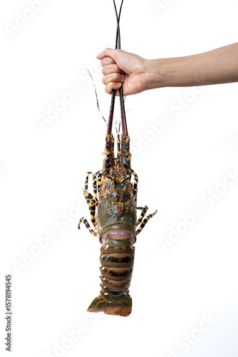 Spiny lobster in the hands, inhabits tropical and subtropical waters.