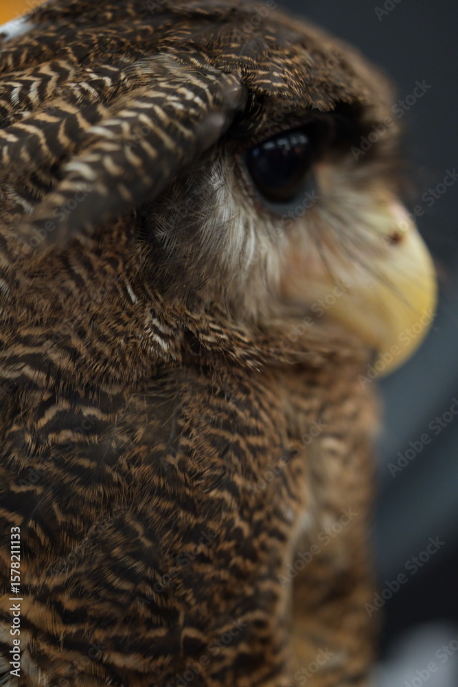 Obraz premium Mesmerizing Owl Close-Up Showing Detail, Eyes, and Feathers