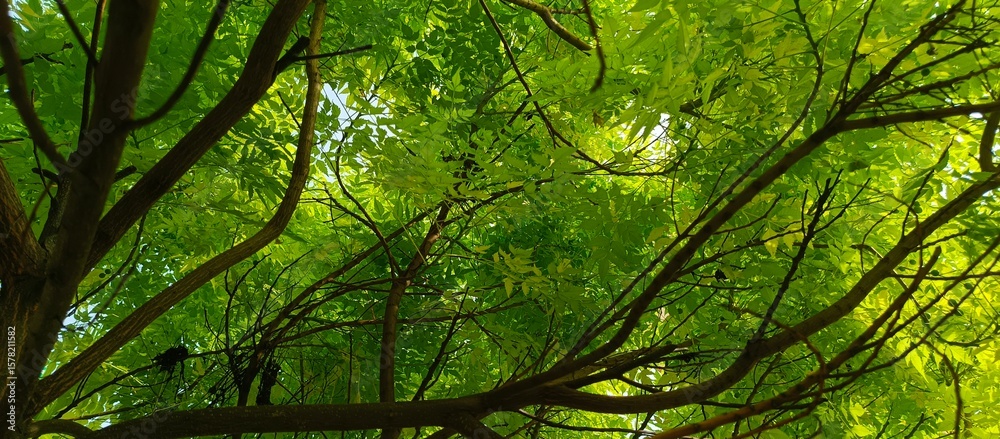 Fototapeta premium Looking Up Through Green Tree Canopy with Sunlight Filtering Through