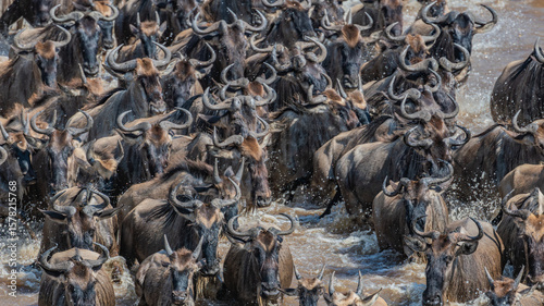 wildebeest crossing the Mara River