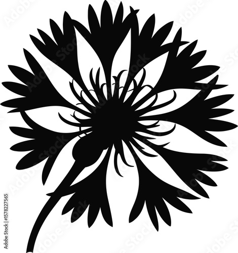 Black cornflower silhouette white