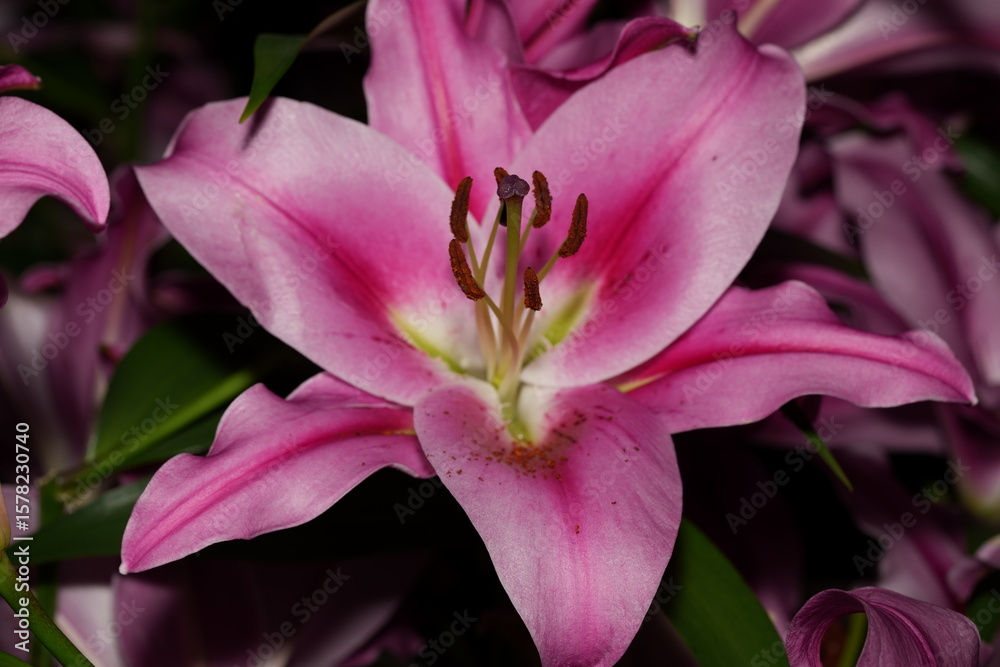 Naklejka premium Pink Lily Blooms: Elegant Flowers with a Serene Backdrop