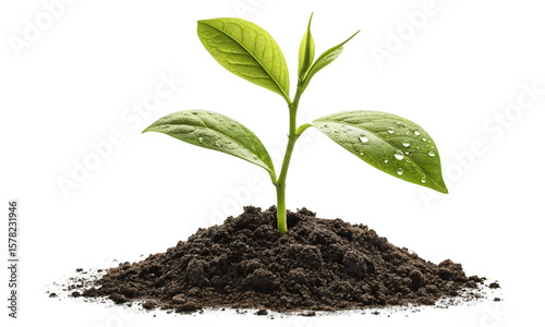 Young Green Sprout Growing in Rich Soil Isolated on White or Transparent Png.
