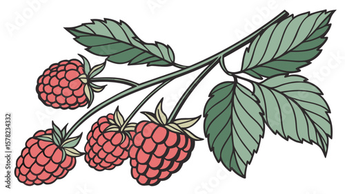 Raspberry branch vector illustration for food design fresh fruit graphic and healthy eating concept design
