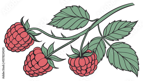 Raspberry branch illustration vector drawing with leaves and thorns for food and nature designs use 100