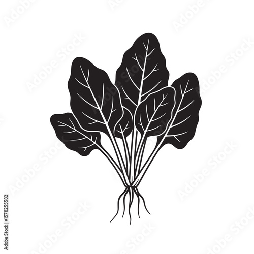 Black and white illustration of spinach leaves with roots plant vegetable