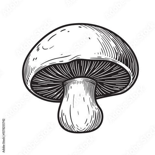 Black and white mushroom illustration with detailed gills and stem fungi edible