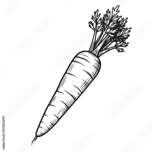 Black and white sketch of a single carrot with leafy green tops vegetable root vegetable
