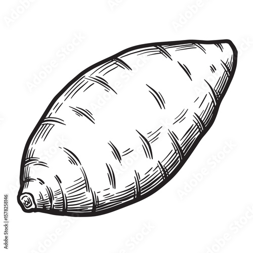 Hand drawn root vegetable illustration tuber sweet potato