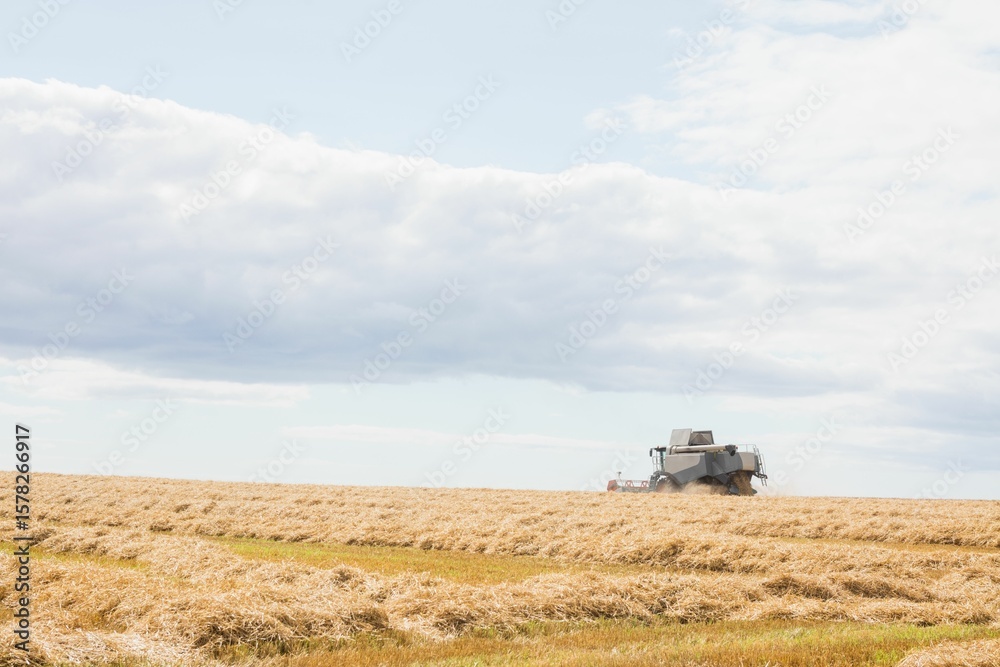 Fototapeta premium Combine harvester is cutting golden wheat stubble into straw rows under cloudy sky in flat design