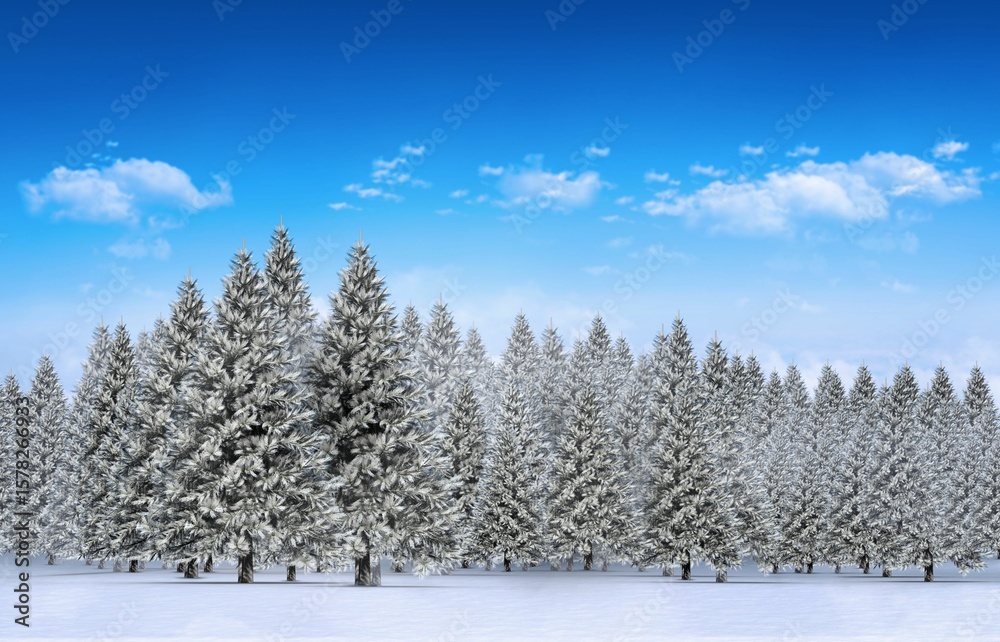Fototapeta premium Fir tree forest in snowy landscape