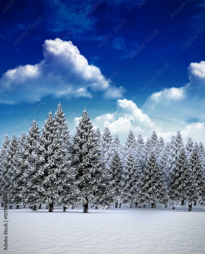 Fototapeta premium Fir tree forest in snowy landscape