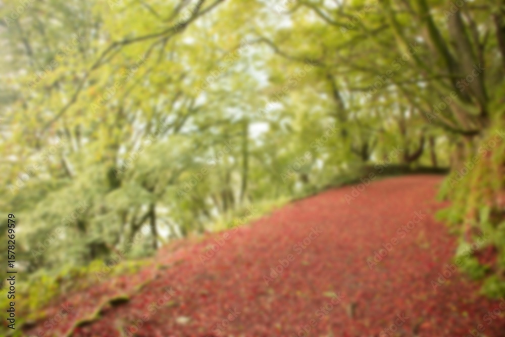 Fototapeta premium Walkway along trees in forest