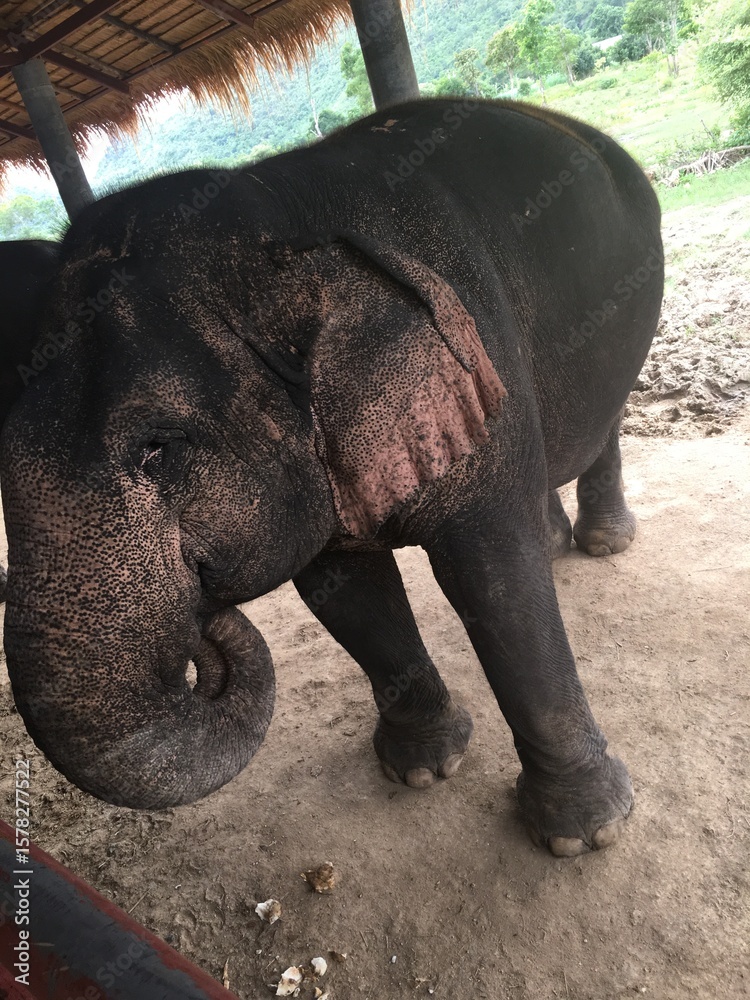 Fototapeta premium Elephant 