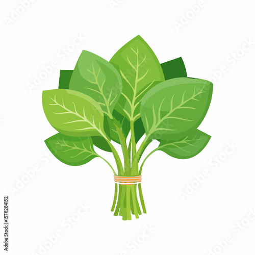 Freshly Harvested Spinach Bunch Tied with a Natural Rubber Band