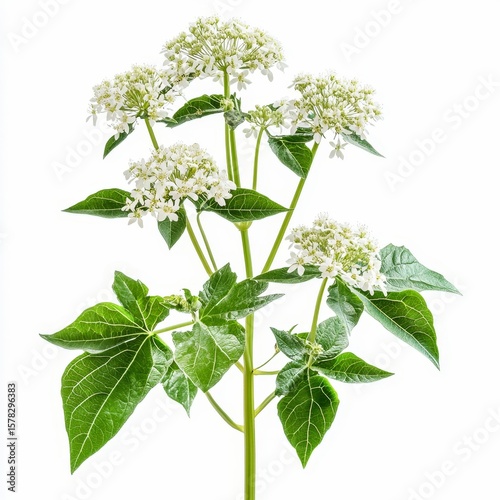 heracleum mantegazzianum giant hogweed tall flowering stalks with large compound leaves and white flower clusters isolated on white transparent background