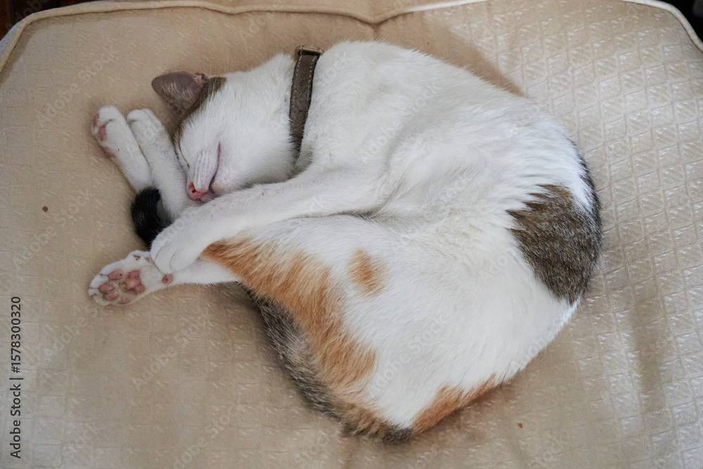 Fototapeta premium cat sleeping on the couch