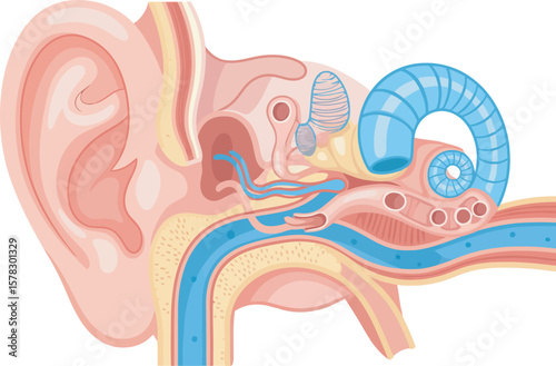 Detailed anatomical illustration of the human ear, showcasing the inner, middle, and outer ear structures and the pathway of sound waves.