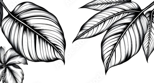 leaves silhouette, leaf silhouette, foliage silhouette, botanical silhouette, plant leaves, leaf vector, leaf outline, nature silhouette, black leaf shape, tropical leaves silhouette, jungle leaves, t