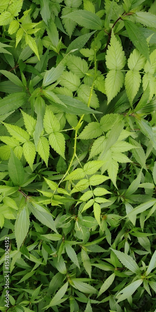 Obraz premium fresh green parsley
