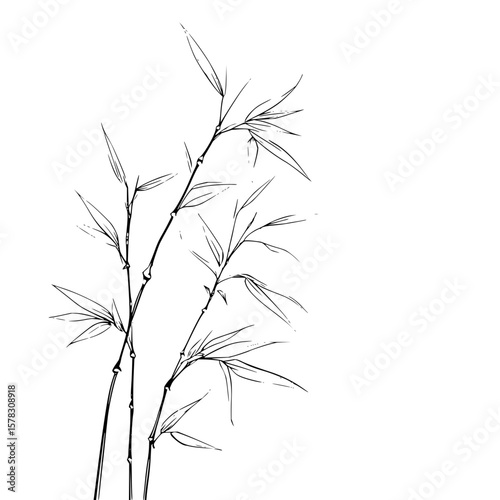 Illustration of three bamboo stalks with leaves in black and white on a white background art drawing
