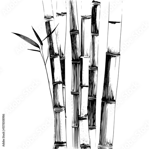 Illustration of a bamboo grove with detailed line work and a small leafy branch on the left side