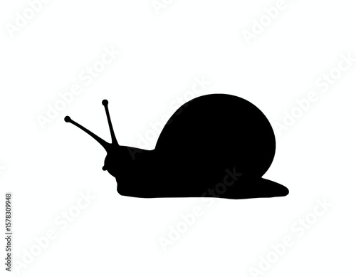 A snail black silhouette on white background 