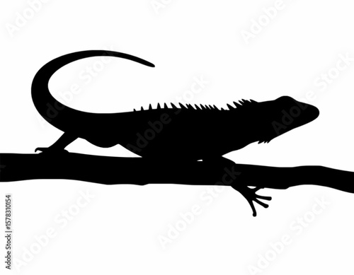 A lizard silhouette on branch with white background 
