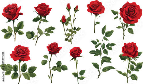 Elegant Red Rose Flower Arrangement with Green Leaves on a White Background