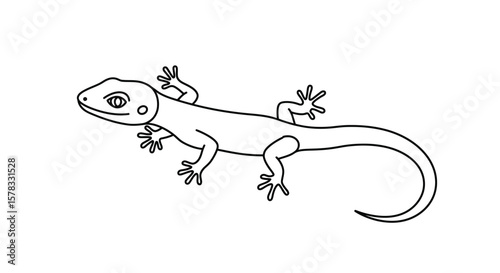 A minimalist line drawing of a gecko illustrating reptile anatomy on a white backdrop