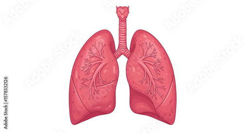 Illustration of the human respiratory system's lungs, trachea, and bronchial pathways