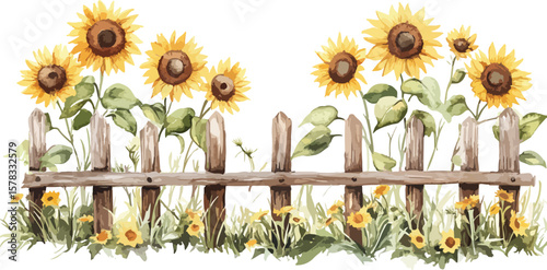 Watercolor Sunflowers and Wooden Fence Border Illustration on a White Background