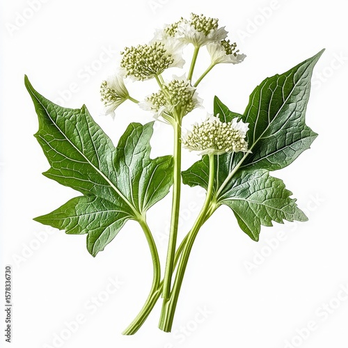 heracleum mantegazzianum giant hogweed sap milky white sap oozing from damaged green stems and large leaves isolated on white transparent background