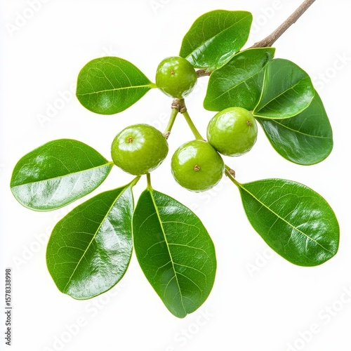 hippomane mancinella manchineel sap fruit and leaves closeup of small green fruit large waxy leaves with milky sap isolated on white transparent background