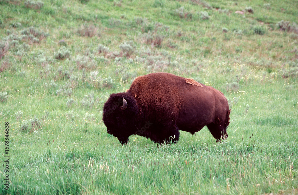 Fototapeta premium american bison in yellowstone national park
