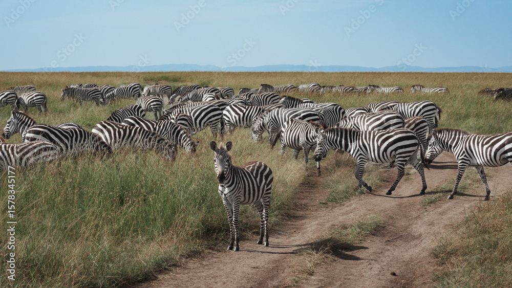Fototapeta premium Zebras on the East African savanna