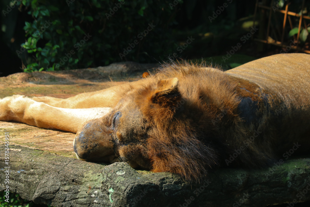 Naklejka premium lion male in zoo