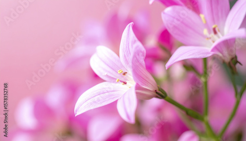 Beautiful pink flower close up with soft background and delicate petals glowing