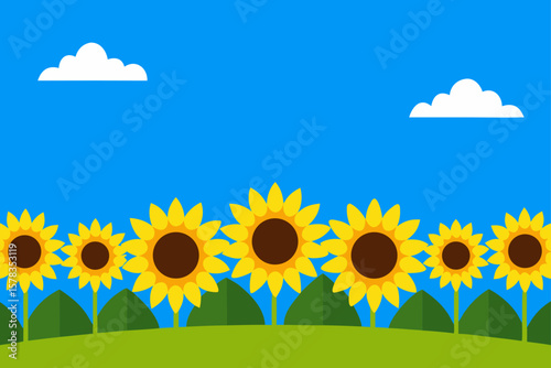 wide angle field with sunflowers and blue sky
