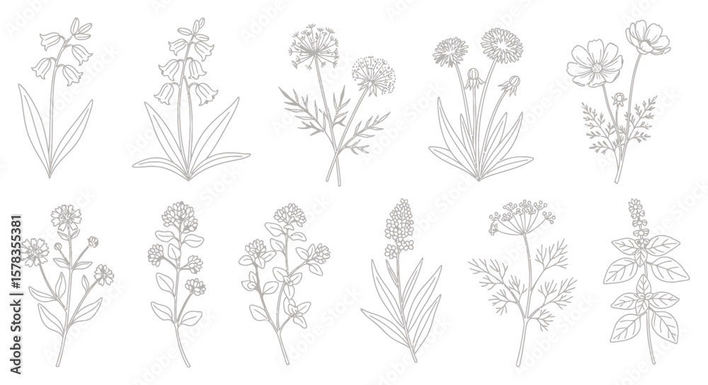 Fototapeta premium Delicate Floral Line Art Botanical Illustrations for Elegant Designs