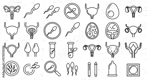 Reproductive system and related elements are outlined. Human reproduction, fertility, gynecology, biology, anatomy