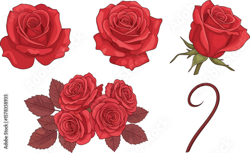 Illustration of several red roses in various stages of bloom and a single stem curl