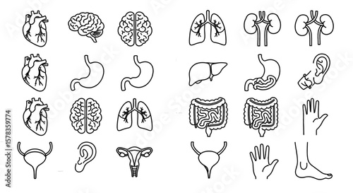 Outline illustrations of human anatomy, internal organs. Medical diagrams, anatomical concept, healthcare